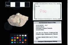 Foto (Objekt + Etikett) von Goniodromites sp.  (NHMW-GEO-2014-0194-0020)